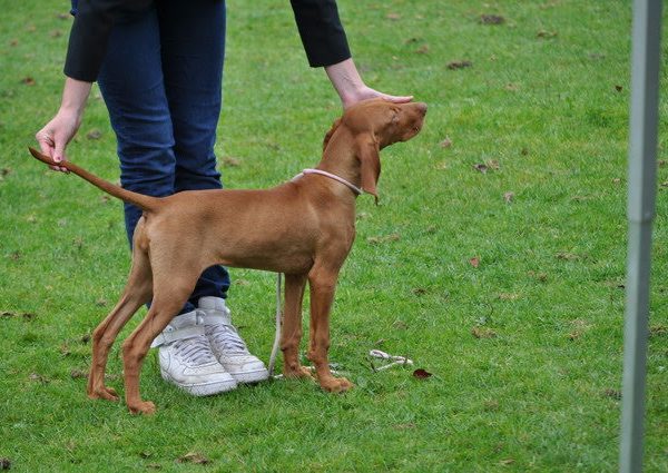 Vizsla korthaar kennel