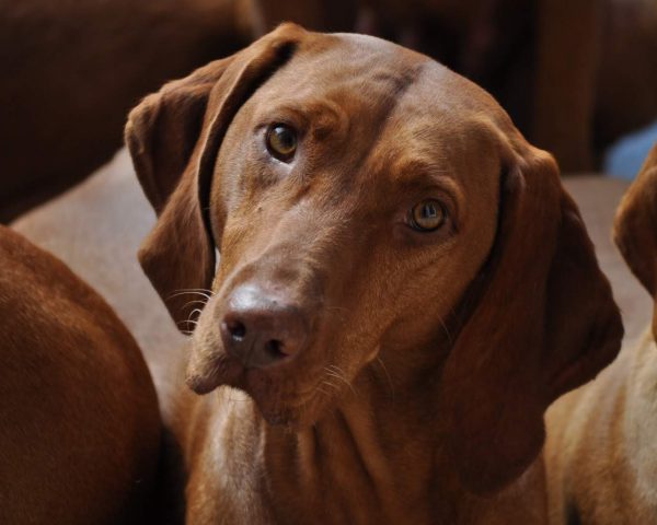 Vizsla korthaar kennel