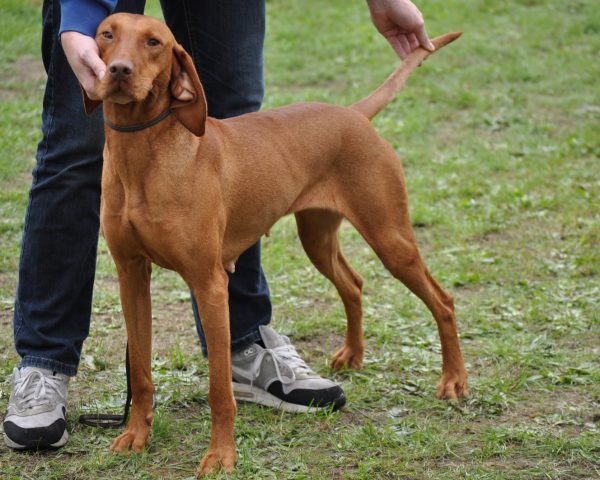 Vizsla korthaar kennel