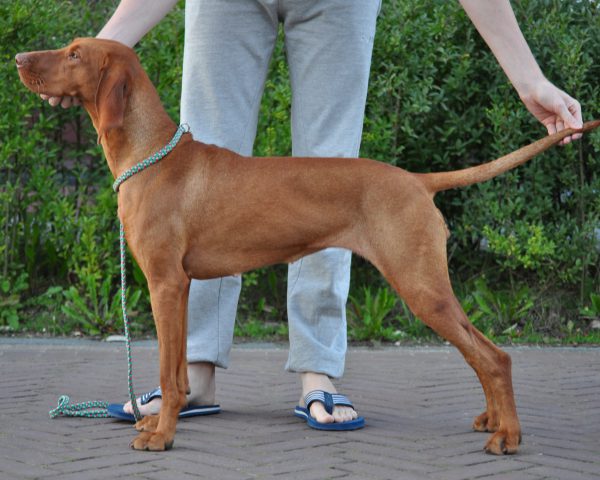 Vizsla