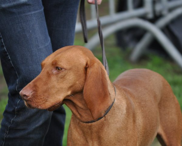 Vizsla hond