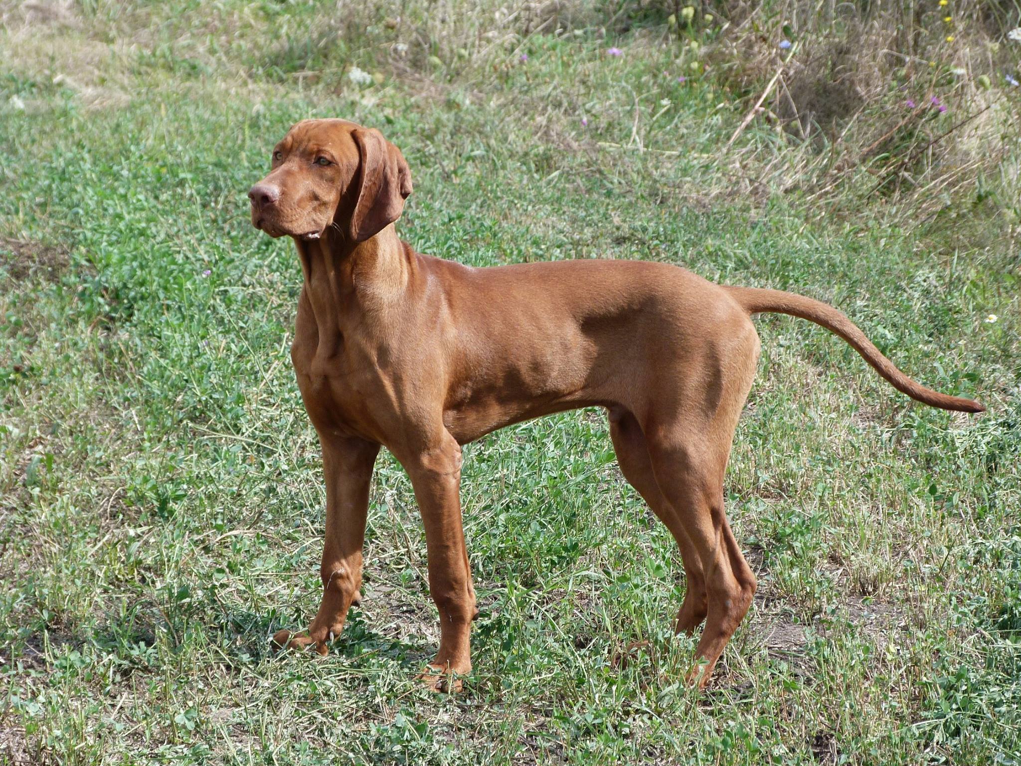 Vizsla hond