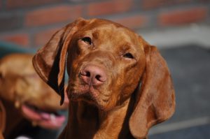 Vizsla korthaar kennel