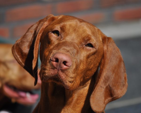 Vizsla korthaar kennel