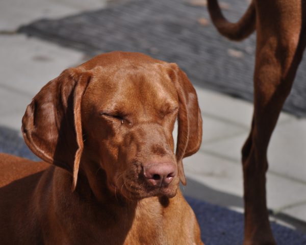 Vizsla korthaar kennel