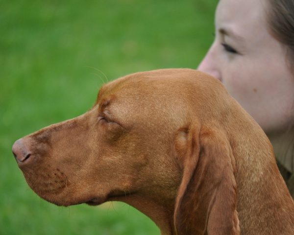 Vizsla korthaar kennel