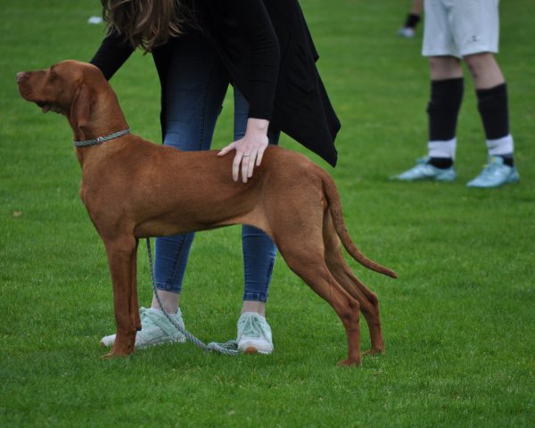 Vizsla korthaar kennel