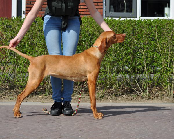 Vizsla