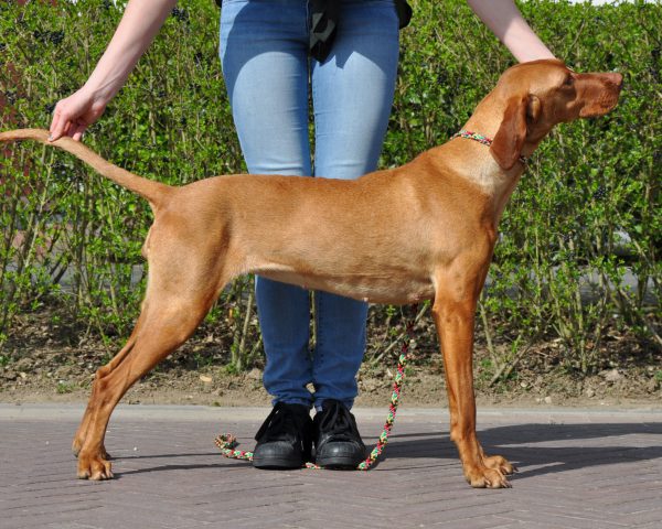 Vizsla