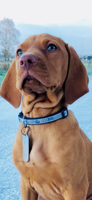 Vizsla hond