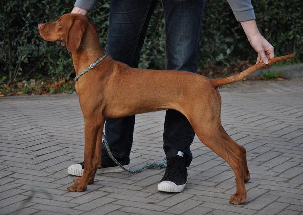 Vizsla hond