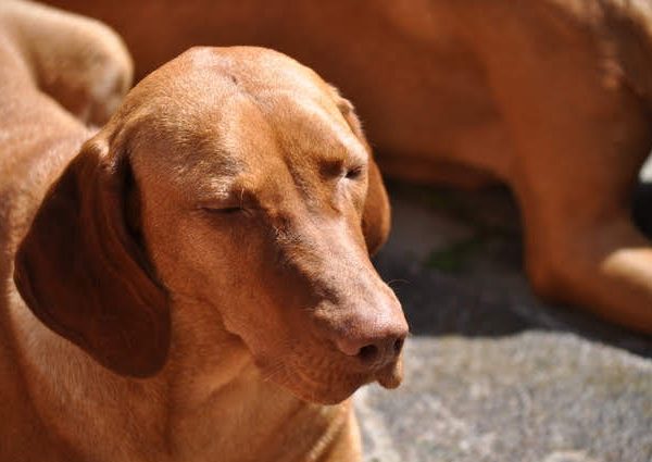 Vizsla korthaar kennel