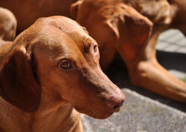 Vizsla korthaar kennel