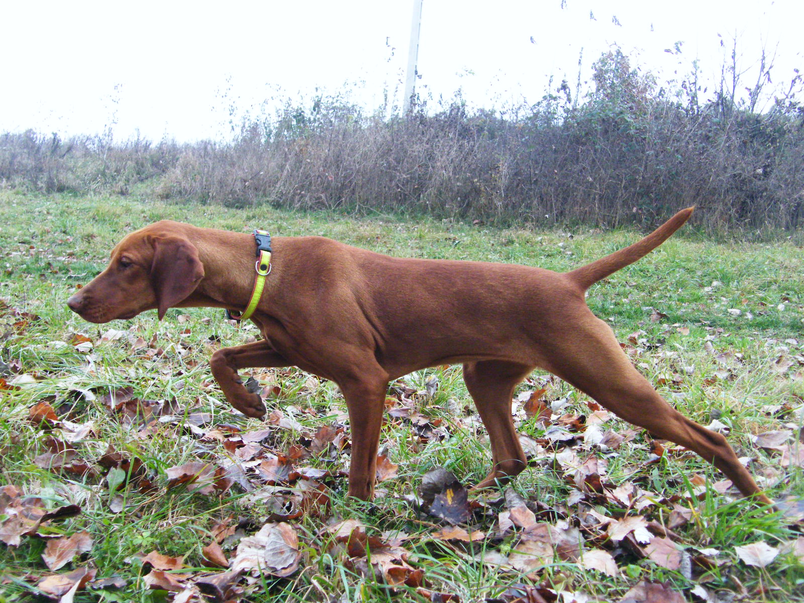 Vizsla korthaar kennel jachthouding