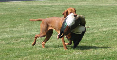 Vizsla korthaar kennel met vogel