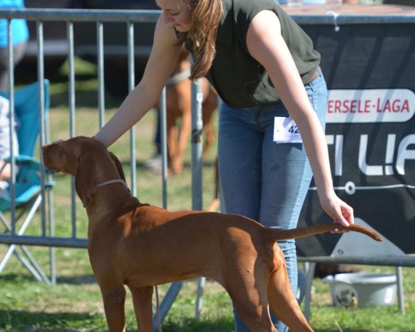 Vizsla korthaar kennel