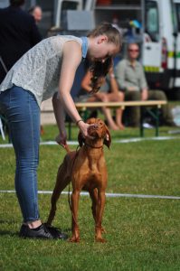 Vizsla korthaar kennel