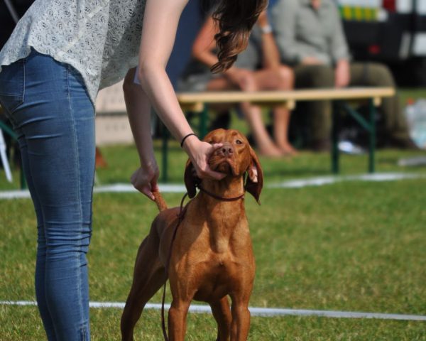 Vizsla korthaar kennel