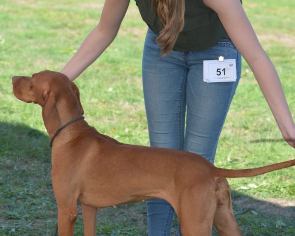 Vizsla korthaar kennel