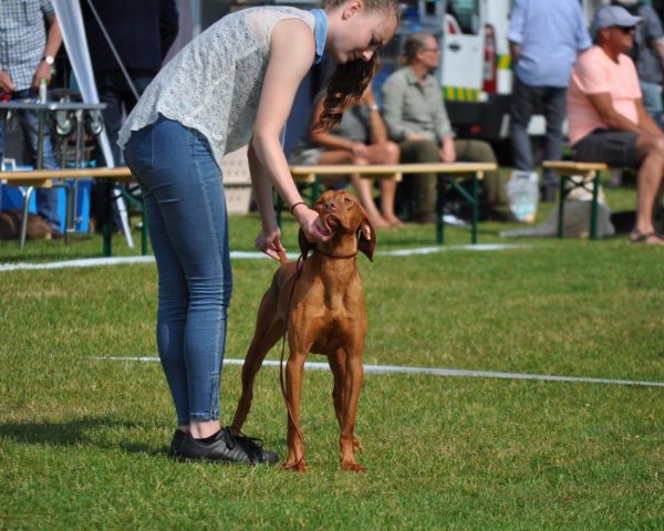 Vizsla korthaar kennel