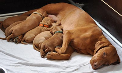 Puupies Vizsla