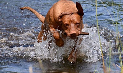 Vizsla korthaar kennel