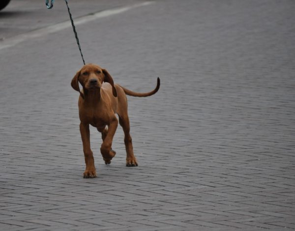 Vizsla korthaar kennel