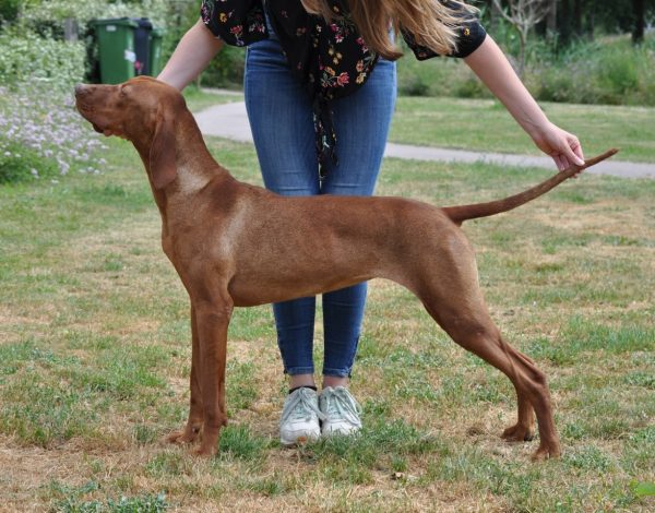 Vizsla korthaar kennel