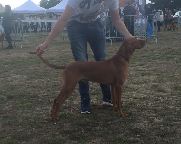 Vizsla korthaar kennel
