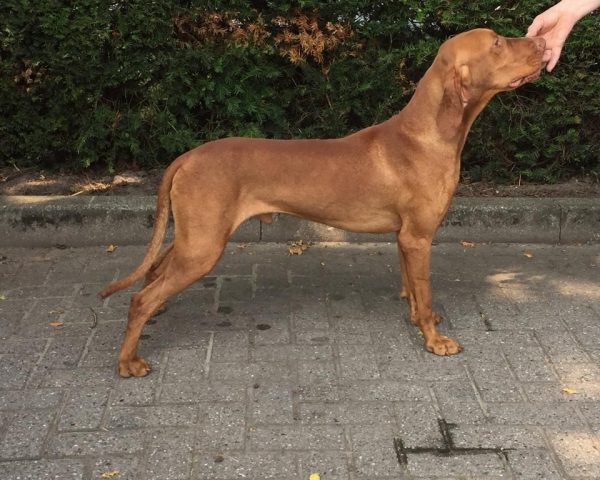 Vizsla korthaar kennel
