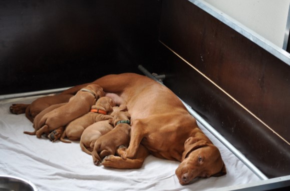 Vizsla korthaar kennel met puppies