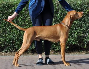 Vizsla korthaar kennel