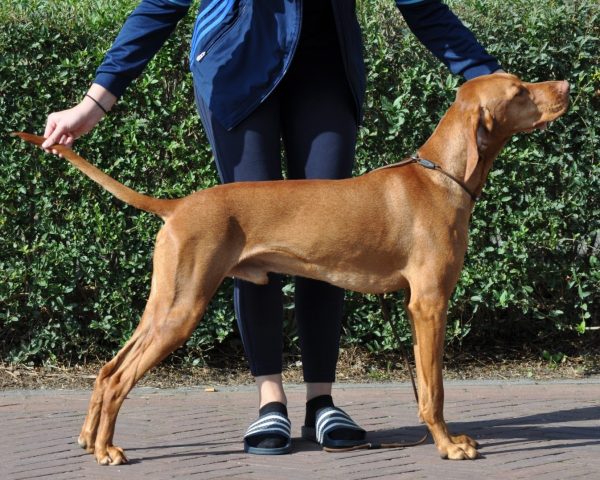 Vizsla korthaar kennel