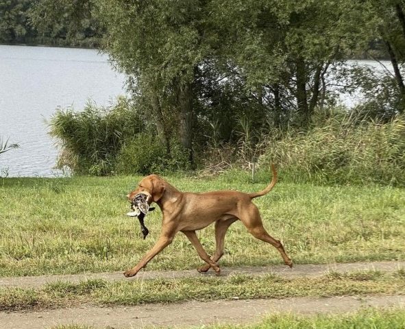 eddy-jagen-hond