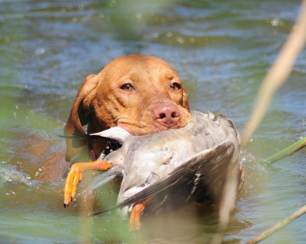 Vizsla korthaar kennel