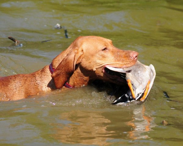 Vizsla korthaar kennel