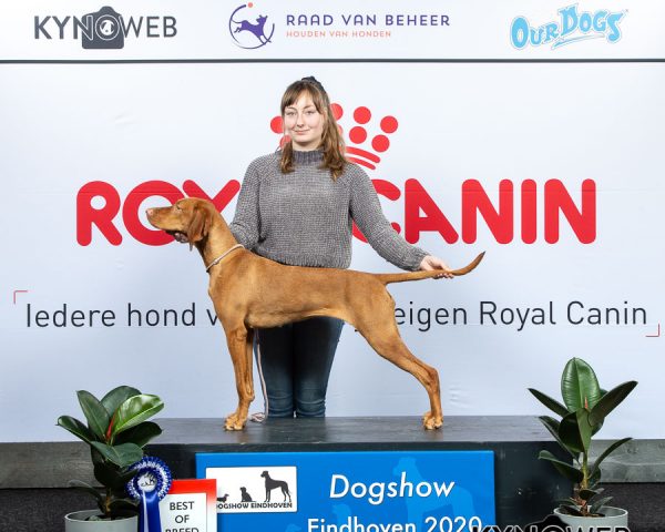 BEST_OF_BREED_238_LR_DOGSHOW_EINDHOVEN_2020_KYNOWEB_KY3_1992_20200208_13_43_17