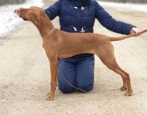 Vizsla korthaar kennel