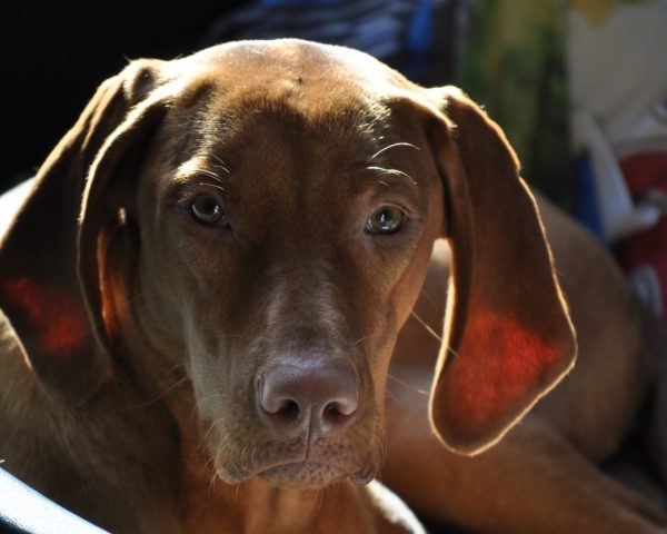 Vizsla korthaar kennel