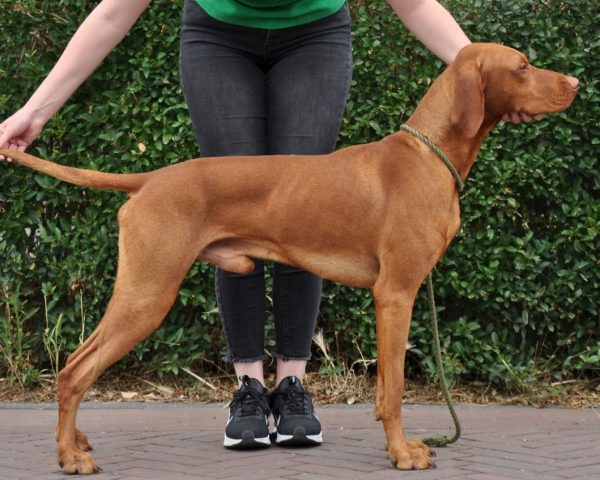 beauty-of-fire-otis-kennel